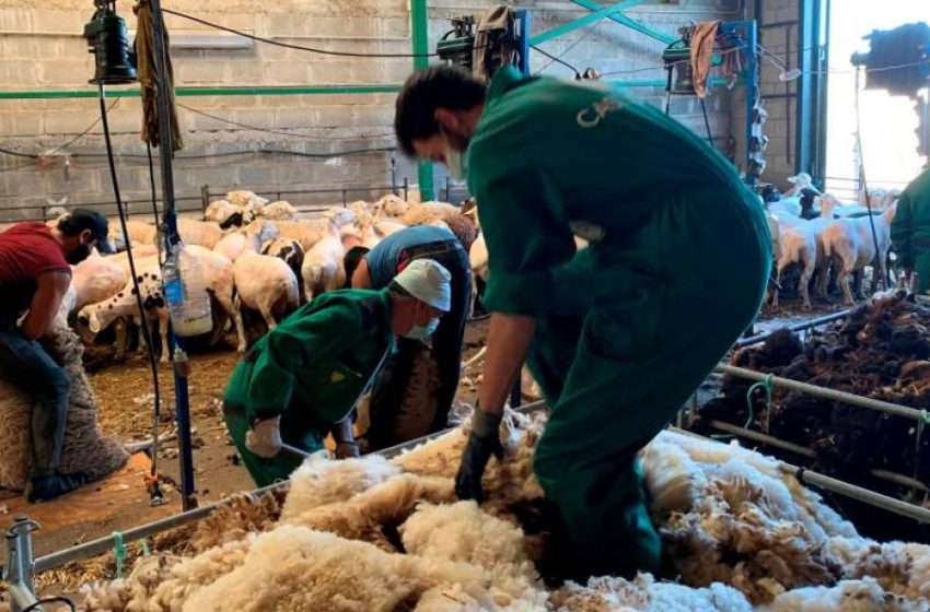  Nueva zancadilla a la ganadería ovina con el bloqueo a la exportación de lana