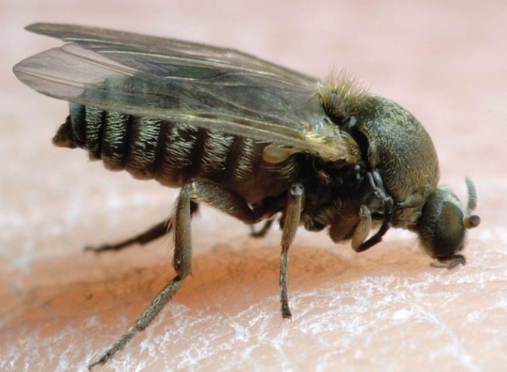  Alerta por la expansión de la mosca negra en España