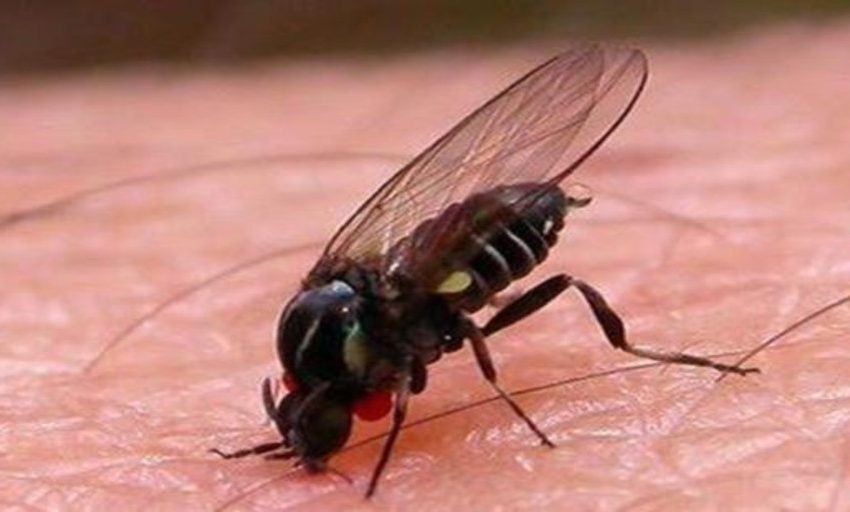  Alerta por la mosca negra en España: «Está muy cerca de ser un importante problema de salud pública»