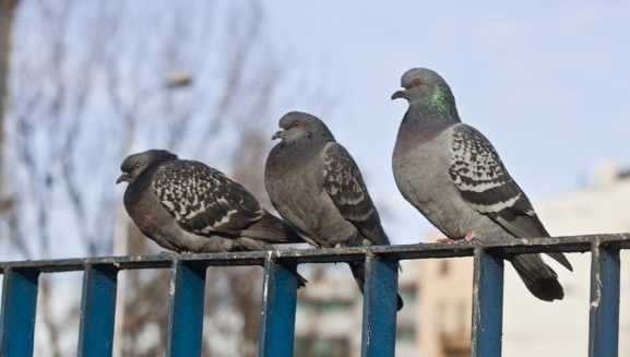  El plan municipal de control cifra en casi 3.000 las palomas capturadas durante los primeros tres meses de 2022