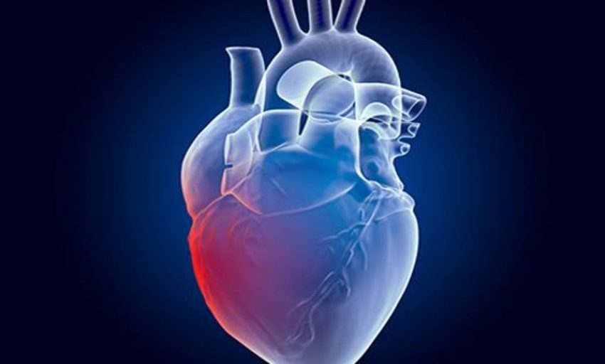  Las células progenitoras cardíacas regeneran tejido sano tras un infarto