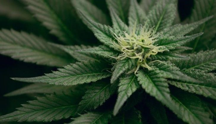  El Congreso avala la regulación del cannabis con fines terapéuticos