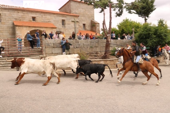  Emocionante encierro a caballo en Bogajo