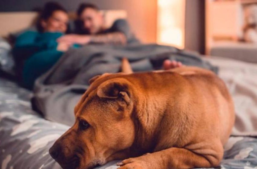  La razón por la que los perros duermen con las personas