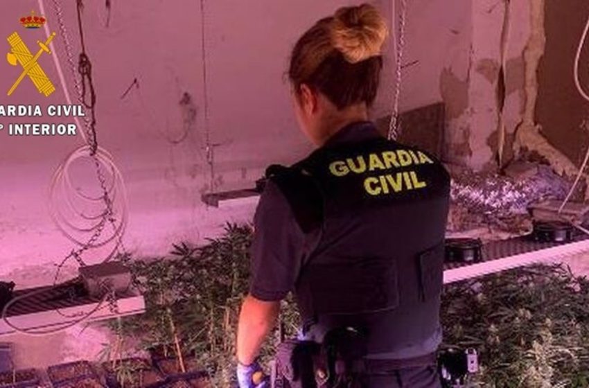  Seis detenidos y más de 2.800 plantas de marihuana intervenidas en cuatro operaciones en la provincia de Almería