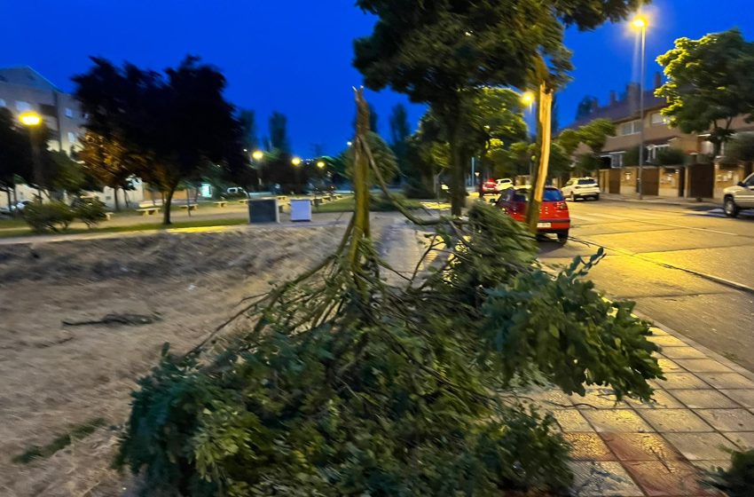  En imágenes. Árboles caídos por la tormenta en Salamanca