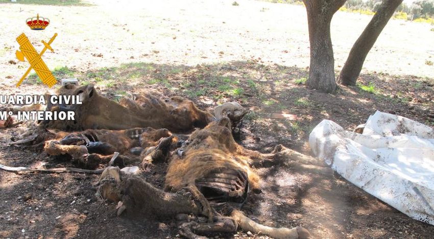  Investigan por maltrato y abandono animal a un vecino de Doñinos de Ledesma, en Salamanca