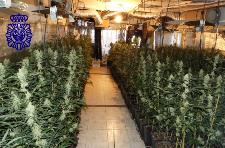  La Policía Nacional de Salamanca desmantela una plantación “indoor” de marihuana en Ciudad Rodrigo