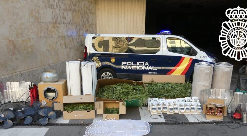  Policía Nacional desmantela una plantación «indoor» de marihuana con 400 plantas en Ciudad Rodrigo