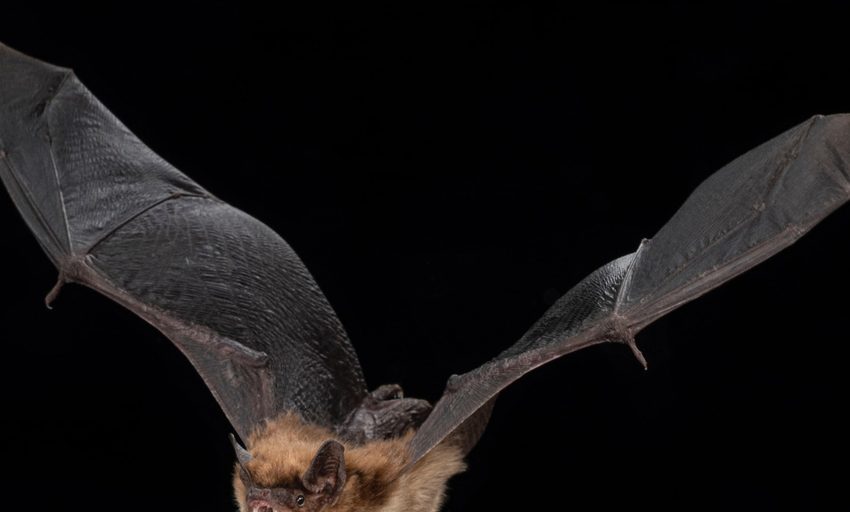 El secreto de la longevidad está en los murciélagos