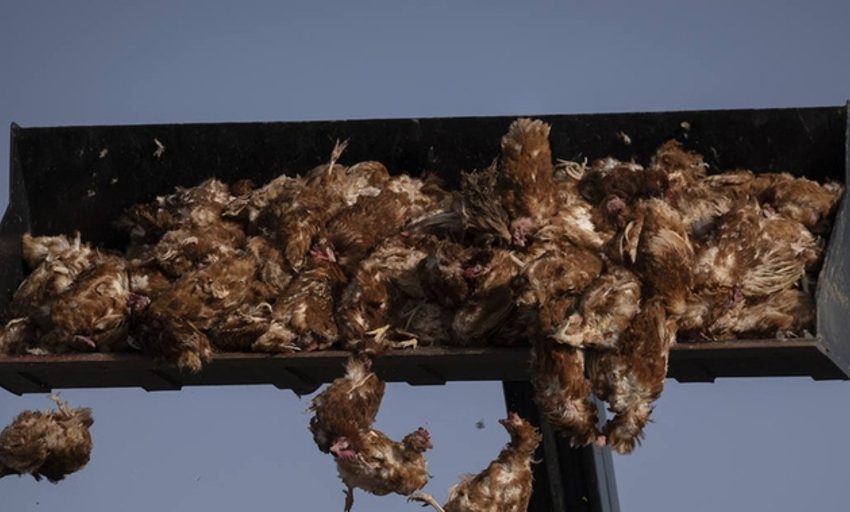  La epidemia de gripe aviar es la mayor observada en Europa hasta la fecha