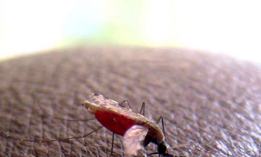  Oxford logra la primera vacuna contra la malaria que consigue un 80% de eficacia