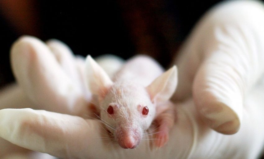  Una terapia regenera la médula espinal en ratones