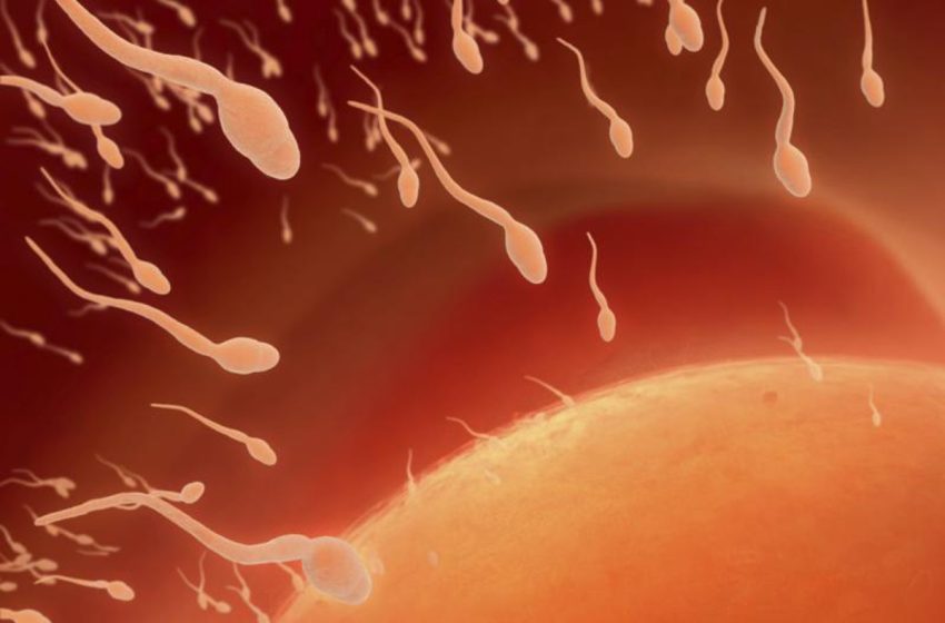  La calidad del esperma en todo el mundo cae en picado