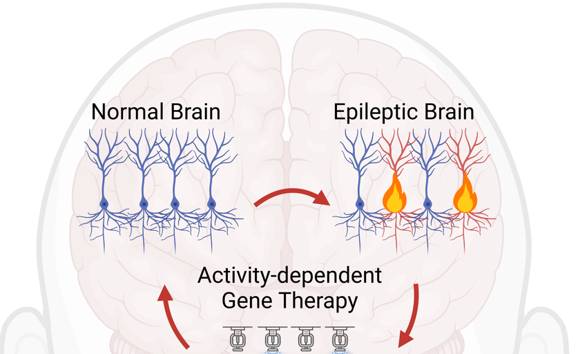  Una nueva terapia génica a la carta consigue tratar la epilepsia en ratones