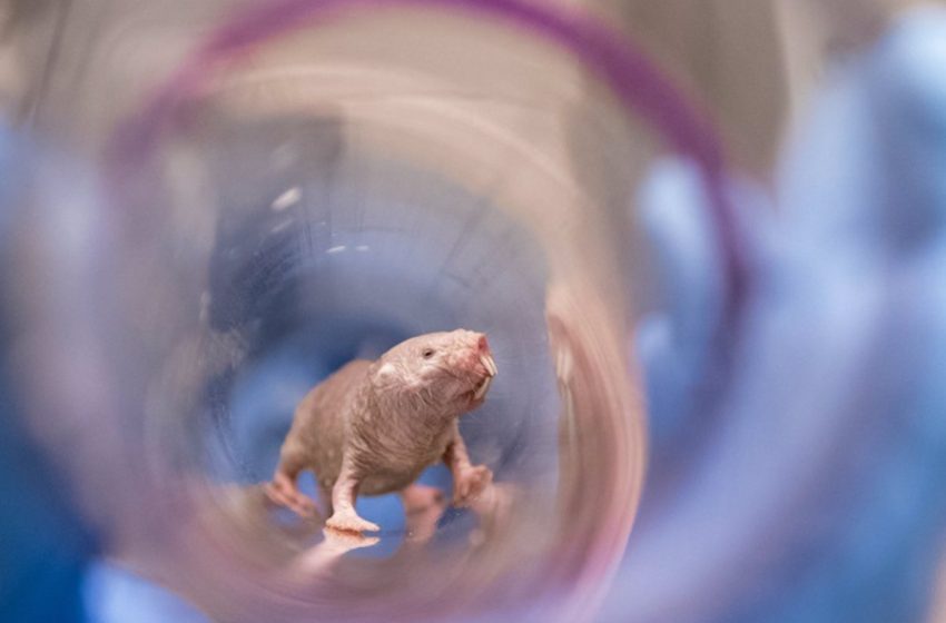  Investigadores observan que la ilimitada fertilidad de las ratas topo desnudas podría ayudar a frenar la menopausia
