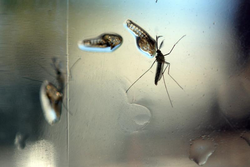  Riesgo de dengue en España: estos son sus síntomas