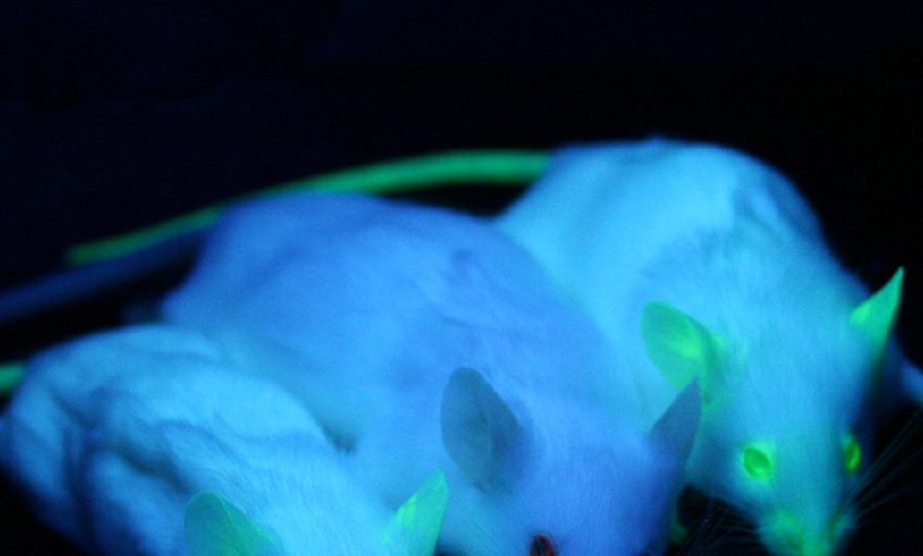  Avatares de ratón para tratar un cáncer de la sangre incurable