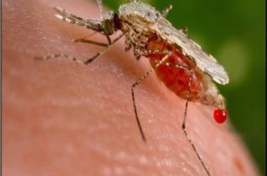 La OMS insta a aplicar «de forma más eficaz» las herramientas contra la malaria