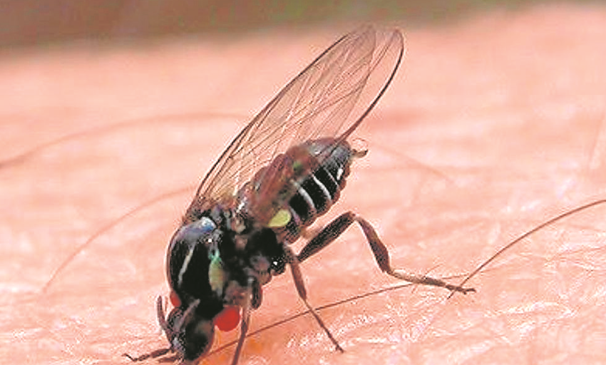  ¿Qué es la mosca negra y qué pasa si te pica? Estas son las enfermedades que transmite