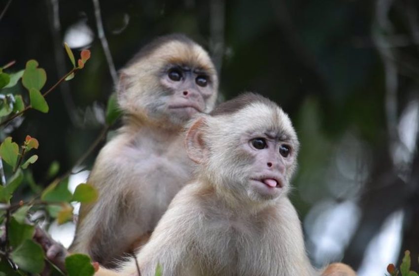  El ADN de primates revela claves para la evolución de los humanos