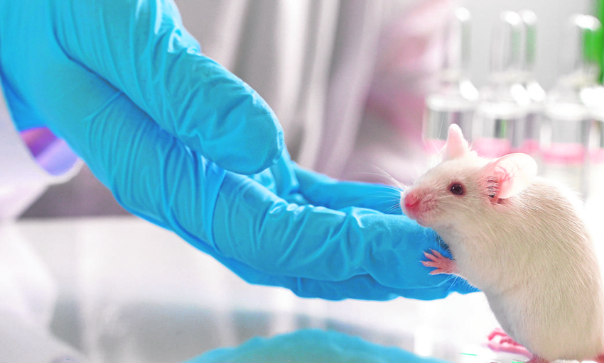  La sangre de los ratones más jóvenes alarga la vida a los más viejos