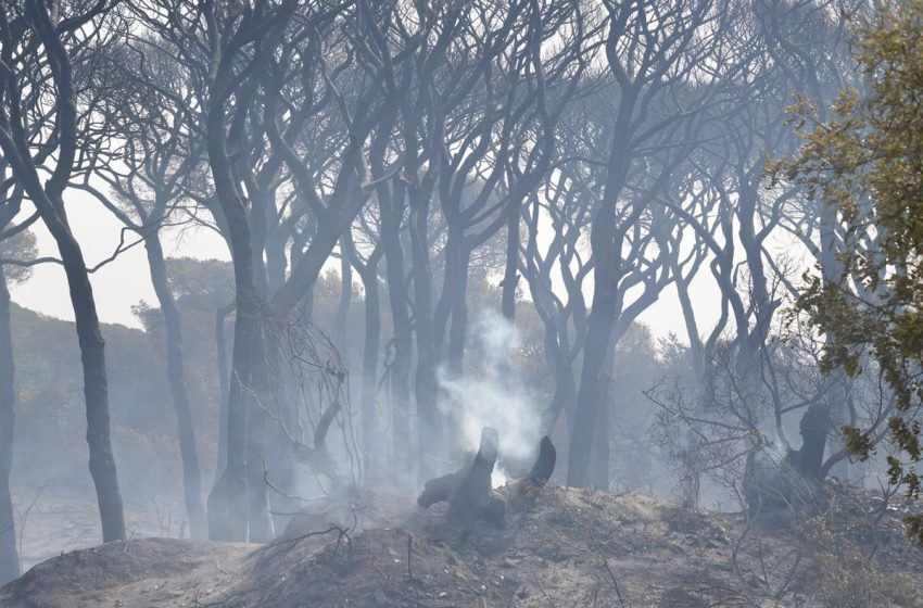  Medios aéreos y terrestres trabajan en el incendio de Puerto Real (Cádiz), que ha quemado 60 hectáreas