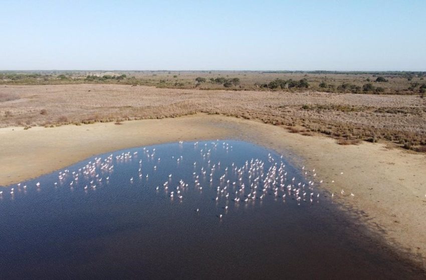  Moreno anuncia la compra de 7.500 hectáreas, la mitad inundadas, para proteger Doñana frente al cambio climático