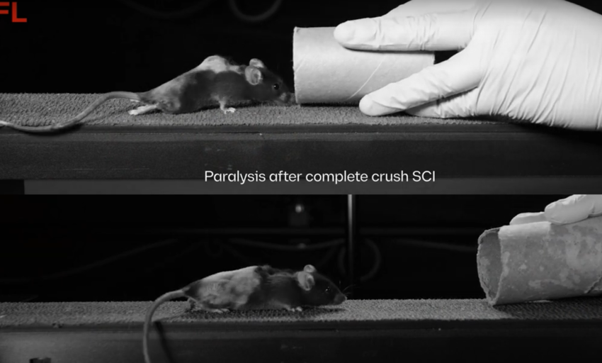  Una terapia génica devuelve la capacidad de andar a ratas parapléjicas y abre la puerta a reparar lesiones medulares