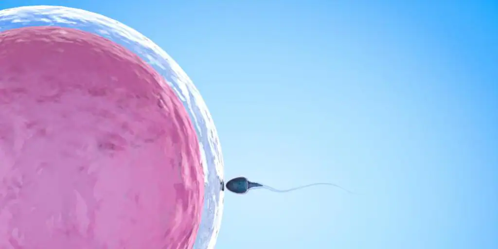  ¿Por qué algunos hombres no producen esperma?