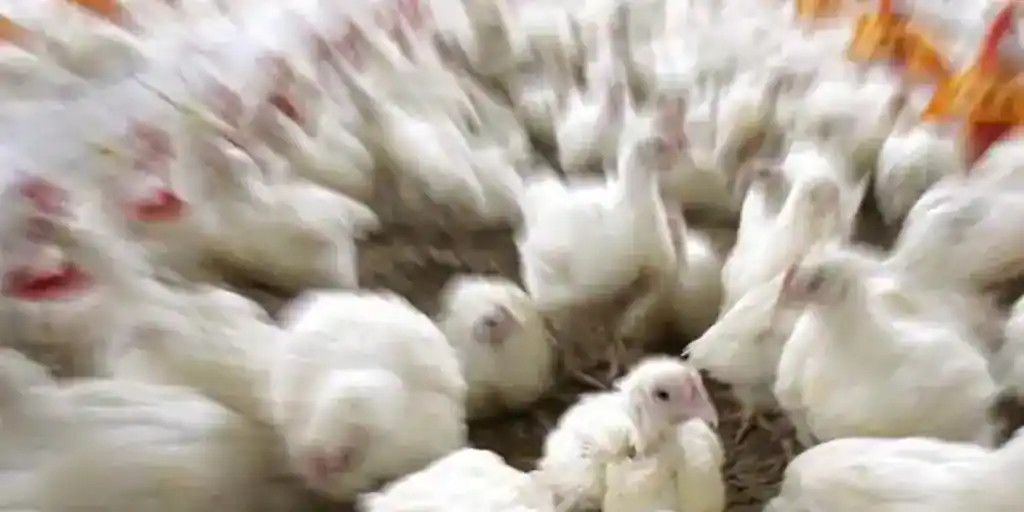  Pollos modificados genéticamente son resistentes a la gripe aviar