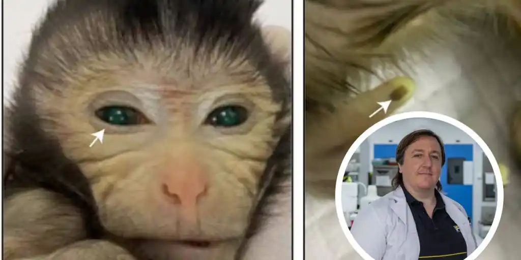  ¿Por qué es tan importante el nacimiento del primer mono quimérico?