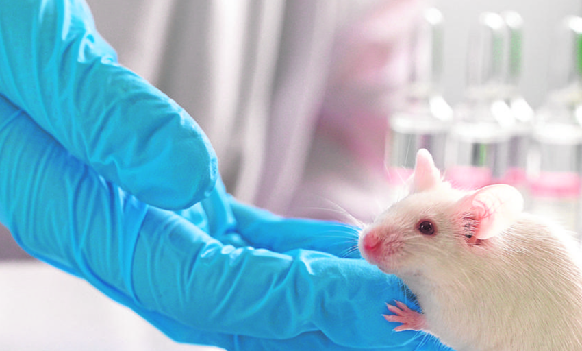  Una terapia con anticuerpos rejuvenece ratones ancianos