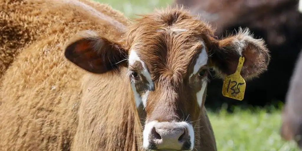  Gripe aviar en vacas lecheras: ¿Puedo contagiarme bebiendo leche? ¿Cuáles son los síntomas?