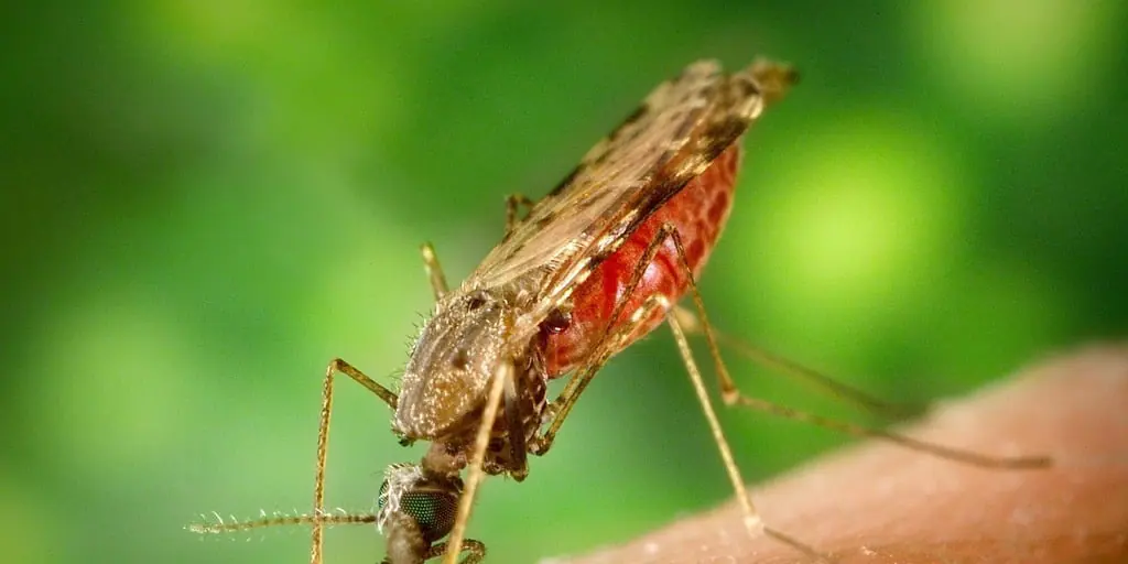  Un anticuerpo monoclonal contra la malaria logra una eficacia del 80%